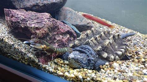 龟吃了石子都会排出来吗,幼龟吃石子怎么办