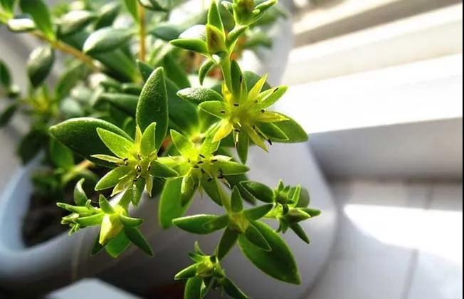 多肉植物科普讲解,林草科普活动方案