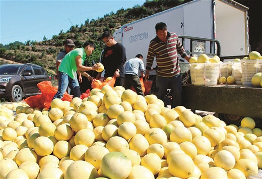 广西村官带领村民致富,广西80后农民致富