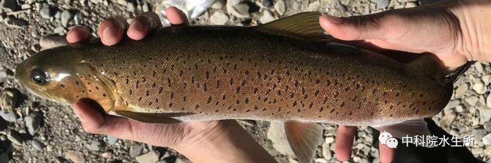 长江中下游有什么珍稀动物,生活在长江区域的珍稀动物有哪些