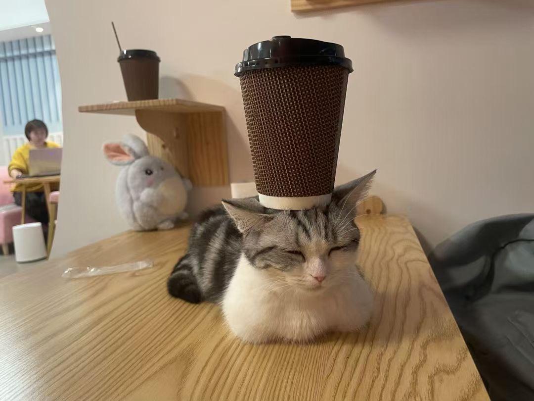 秦皇岛这只网红猫日常“巡逻”你见过吗？岛上还有这些撸猫好去处~