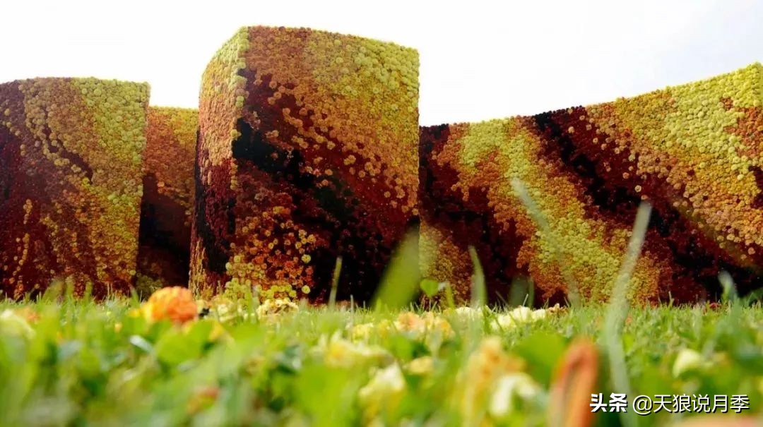 天狼月季优惠活动时间,天狼月季618活动