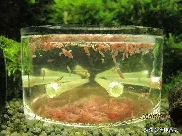 那些年让你防不胜防的草缸偷渡客