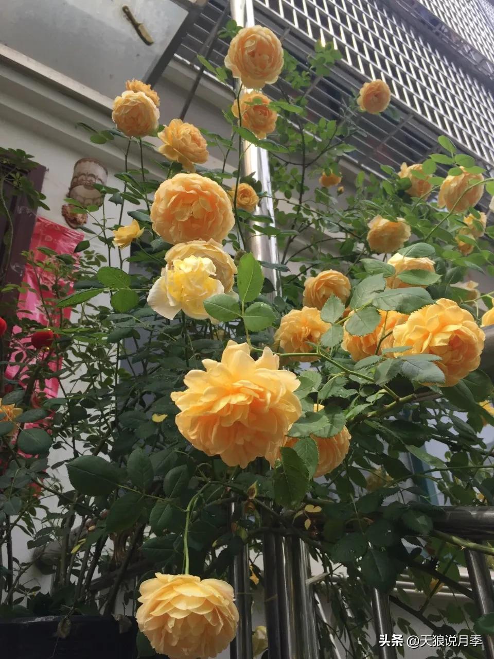 月季花是时候展现真正的技术了 (开春的第一波月季花就这么过去了)