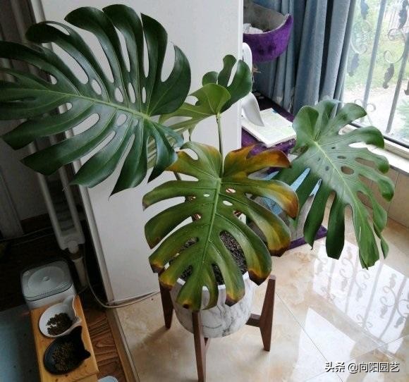 龟背竹闷养,龟背竹家庭养护及问题大全