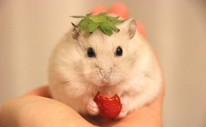 宠物仓鼠咬人流血了怎么办,仓鼠咬人伤口一般什么样子