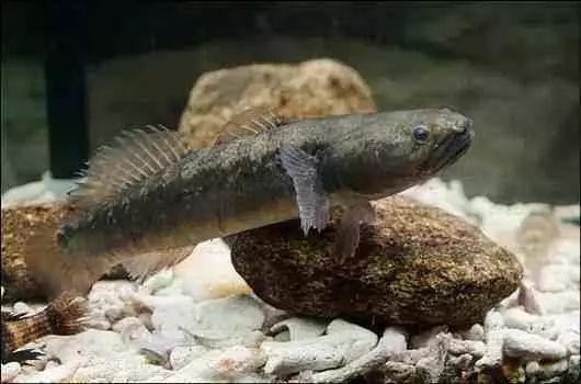 清代海错图有用吗,故宫海错图展