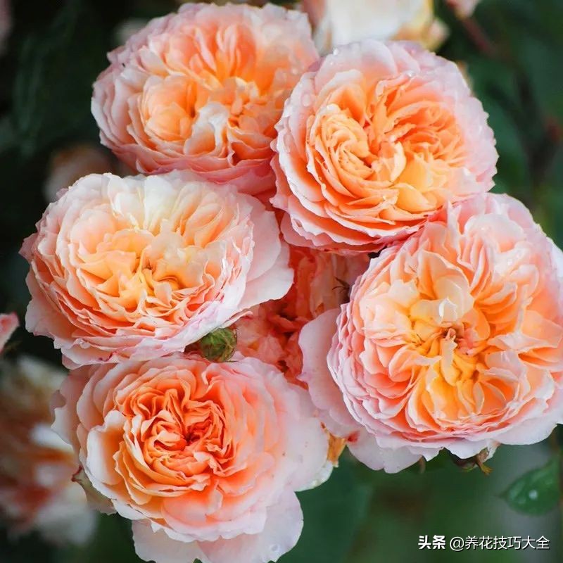 四季开花的月季又香又好养有几种,最漂亮10种盆栽月季