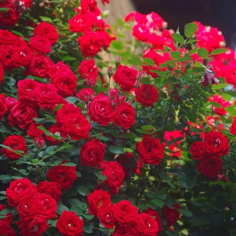 红红火火月季花图片,月季花红色有哪些品种好看