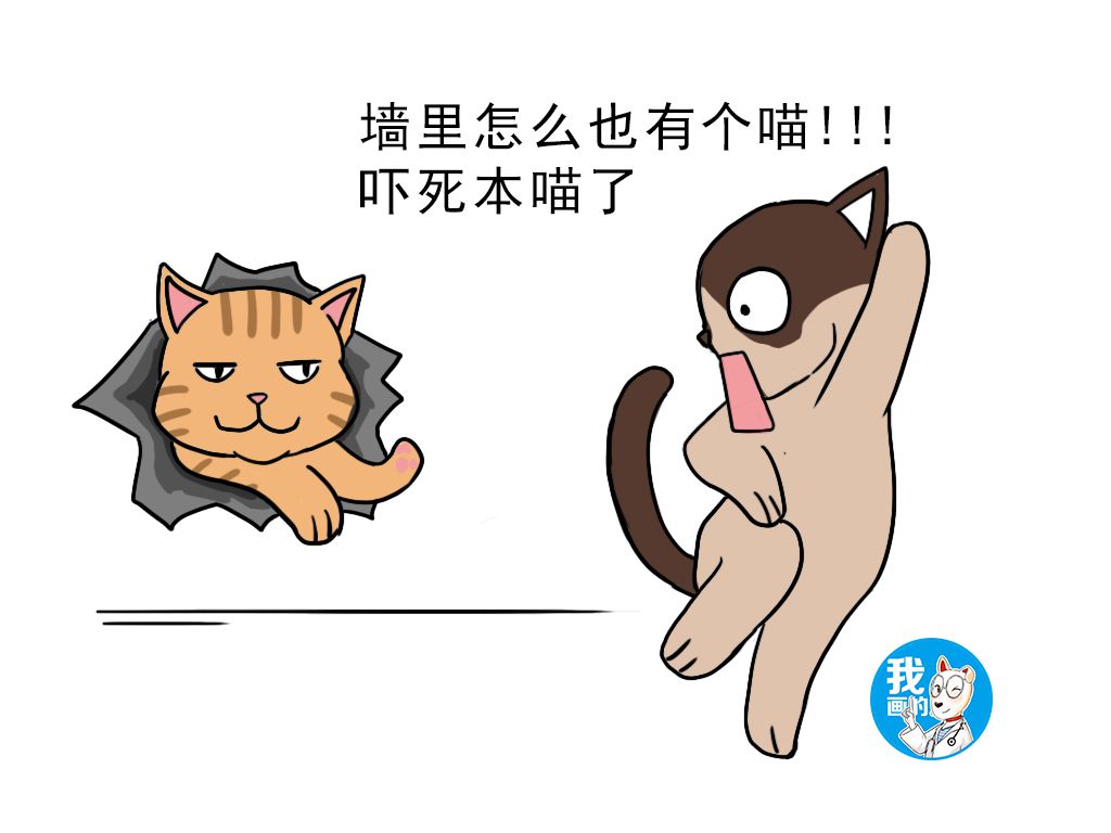 暹罗猫突然眼睛看不清楚了,暹罗猫发现了什么