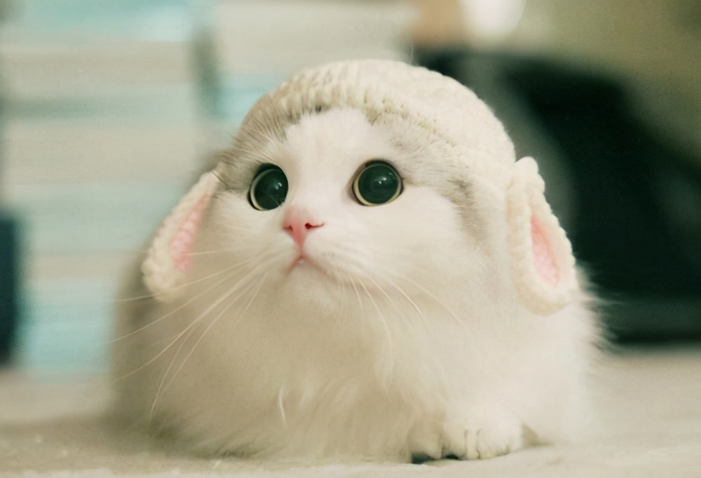 揭秘那些养猫谣言是真的吗,养猫的十大迷惑行为