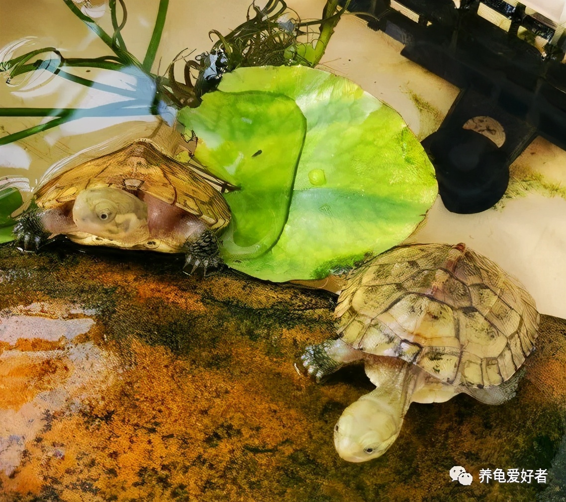 龟在冰箱如何冬眠,龟冬眠有哪些方式