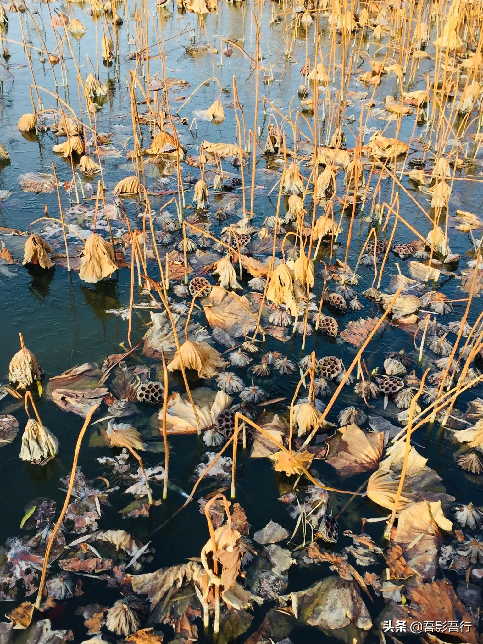 武清津北森林公园有哪些景色,天津武清森林公园开放时间表