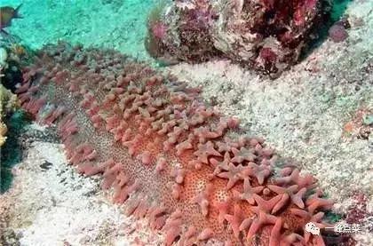 十大海参品牌排行榜及价格表,中国十大海参品牌官网排行榜