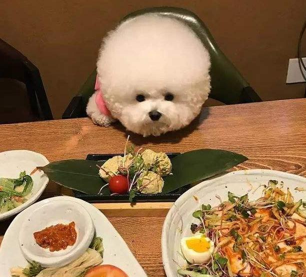 经验总结饲养比熊犬要提防这几点,如何正确饲养比熊犬5大注意事项