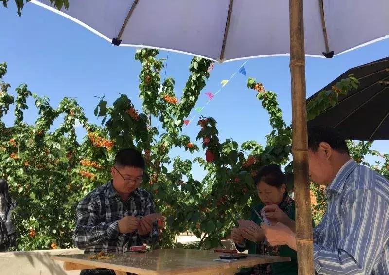 成都出发不到1h！3000多亩樱桃桑泡er随你摘，吃不饱算我输！