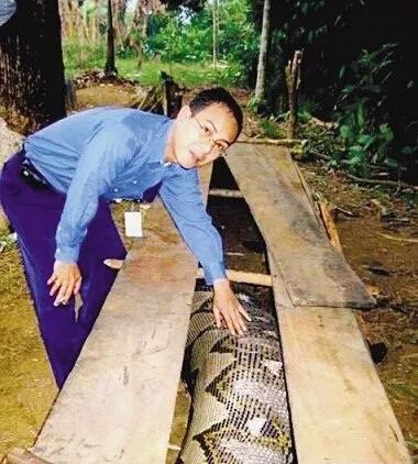 2019年，缅甸蟒蛇舍命报恩，冷血动物也有温情一面