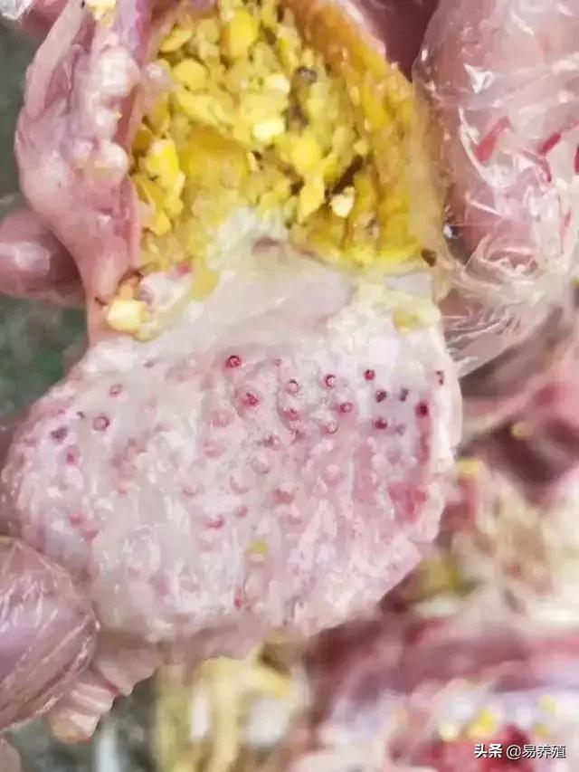 腺肌胃炎一招解决,鸡群腺肌胃炎高发如何有效应对