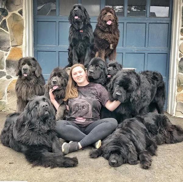 国外狗妈妈，养了9只暖心纽芬兰犬，这样的生活太“疯狂”