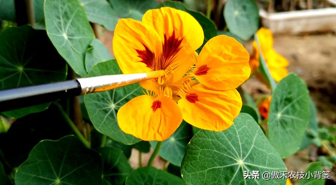 药物处理花穗时，点花与蘸花、防落素与2,4-D哪个好？一看就明白