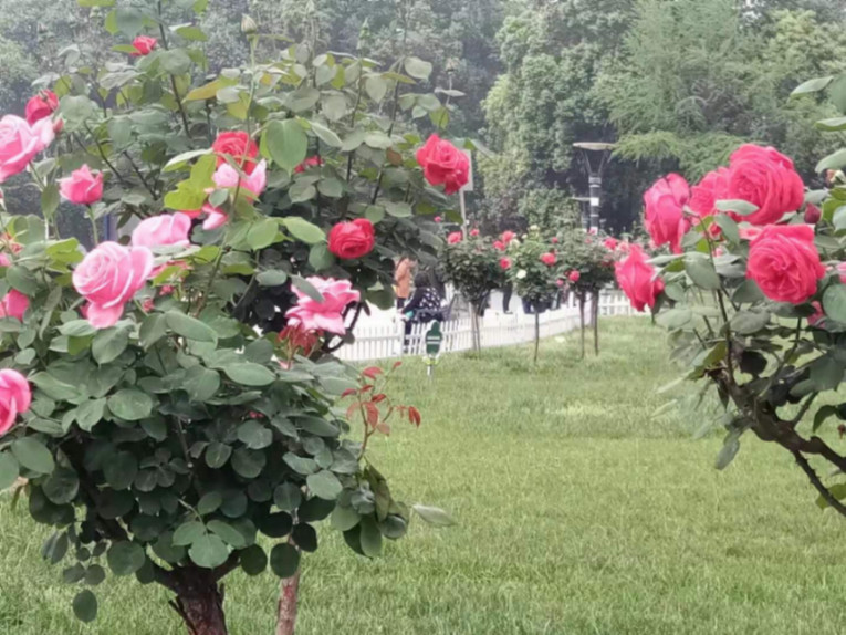 陈远文小说,九州文学陈拓