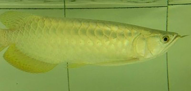 龙鱼幼鱼期怎么分辨金龙还是红龙,20公分龙鱼怎么区分金龙红龙