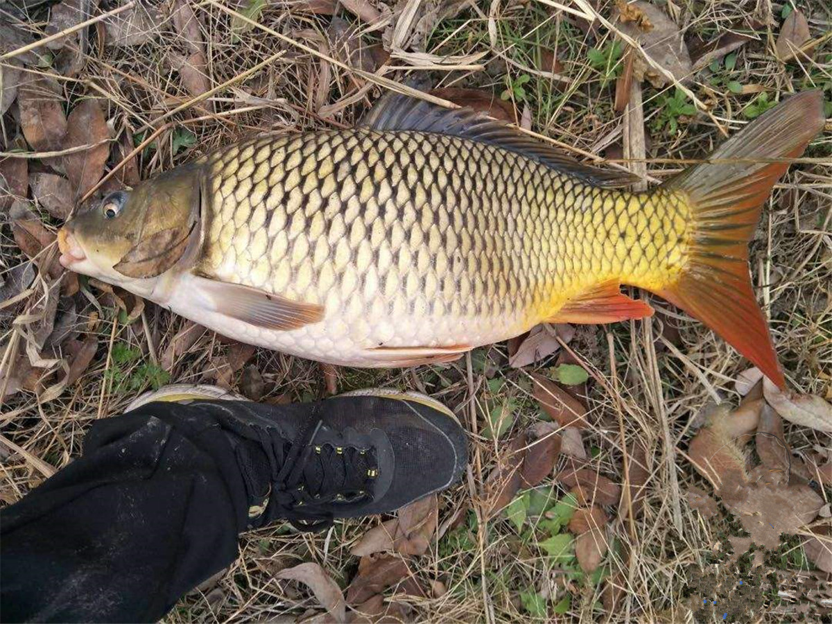 钓鱼怎么防鲫鱼掉鳞片,钓鱼钓到鳞片