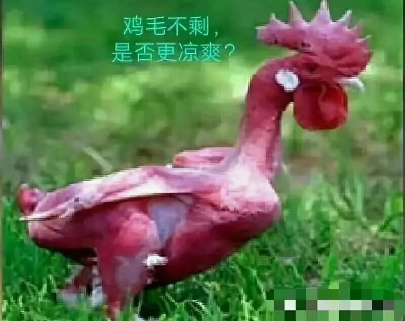 鸡热中暑怎么防治,高温对鸡有什么危害