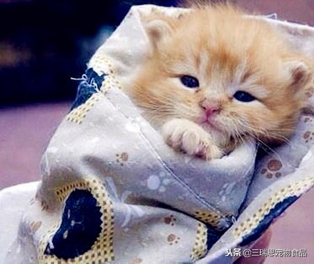 猫喂药后老是吐怎么回事,给猫喂药喂不进去怎么办