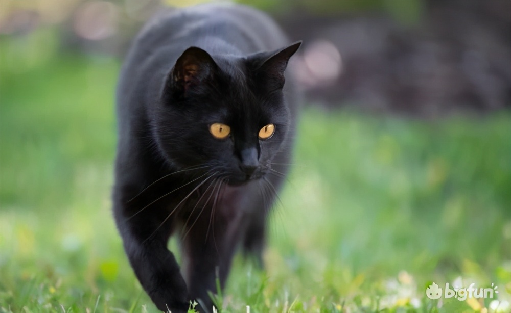 「忘川考据*党**」“相猫有术”——《相猫经》