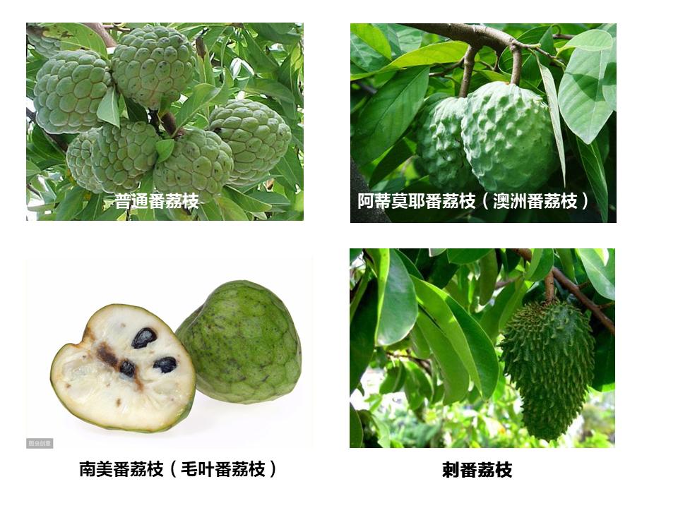 甜如蜜桃品种优缺点,甜如蜜橘种植技术