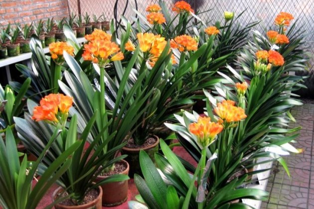 君子兰教你一招每年开花爆盆,君子兰怎么种植长得快而好开花早