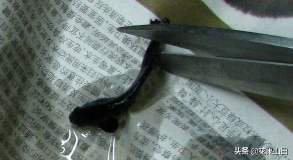 什么情况下给孔雀鱼剪尾巴,孔雀鱼剪尾以后如何养护