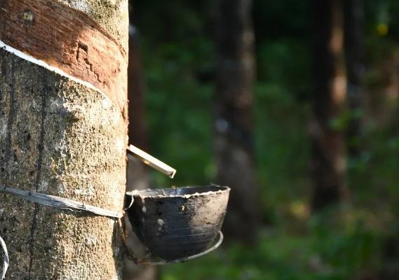 泰国皇家华泰乳胶枕是泰国名牌吗,泰国的乳胶枕哪个好