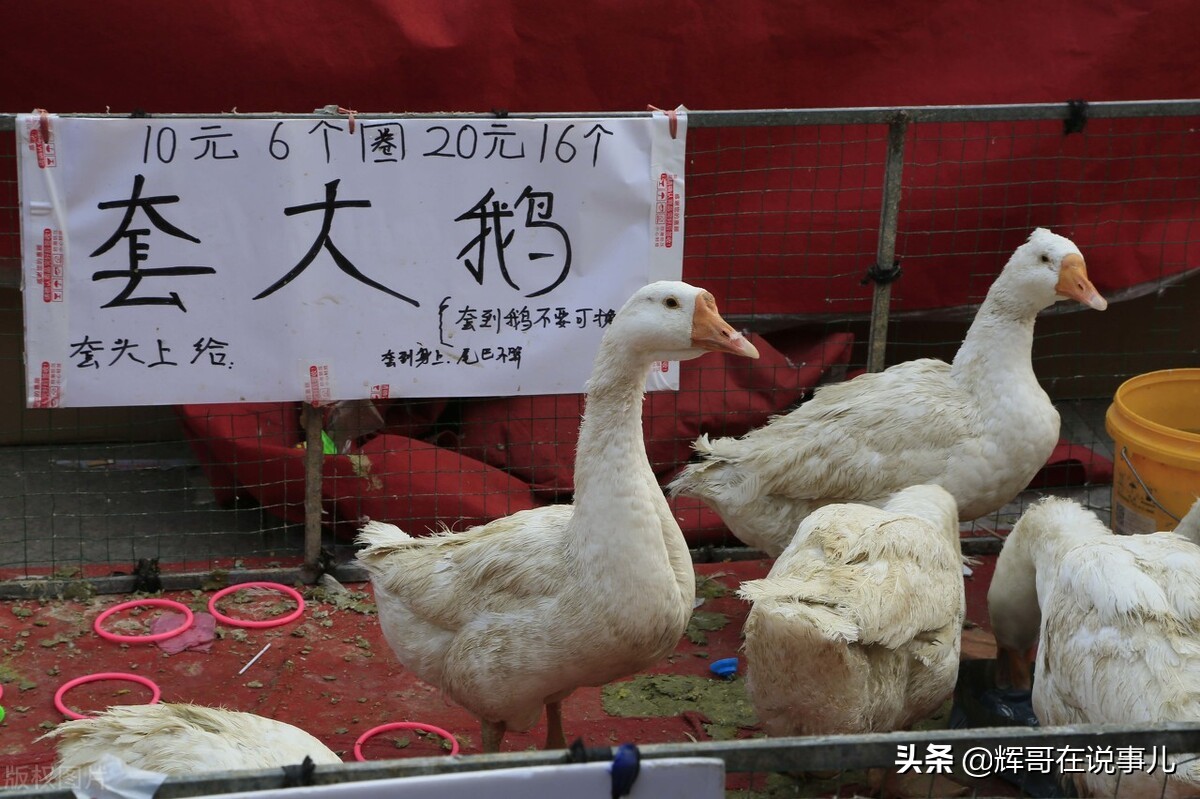 卖烤鹅一个月挣百十万,摆地摊套鹅一天能挣多少钱