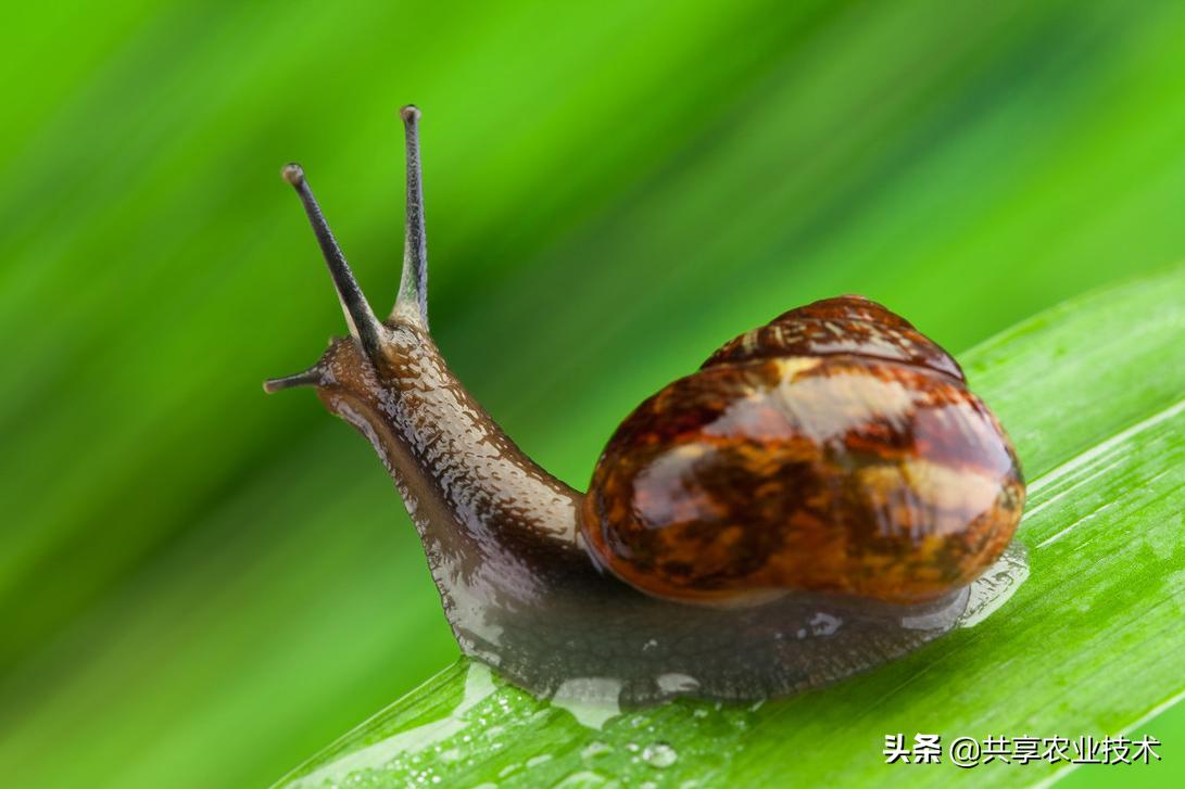 河北行唐:大姜地蜗牛治不治