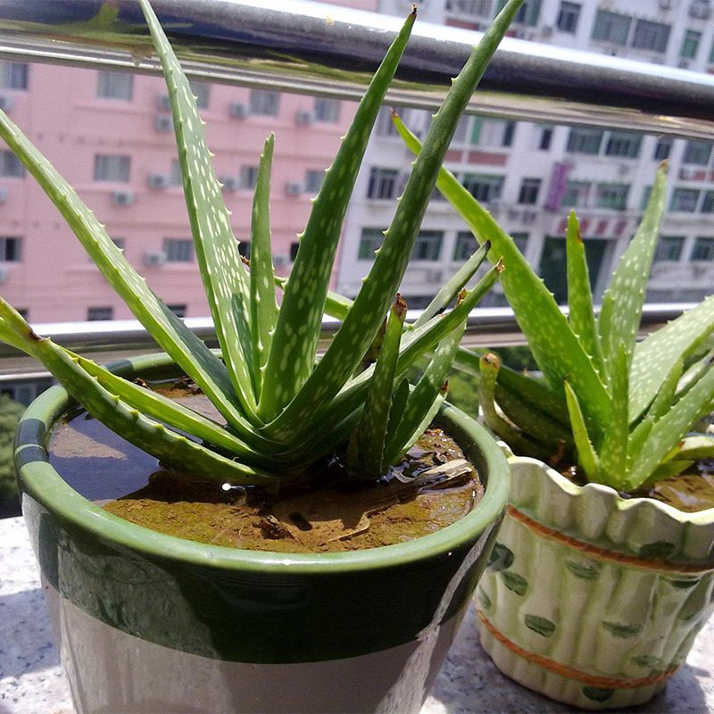 给人养殖什么花适合家养,什么花最好养又适合长期喝