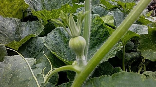 为什么南瓜苗会枯萎死,南瓜苗移栽后长得很慢是什么原因