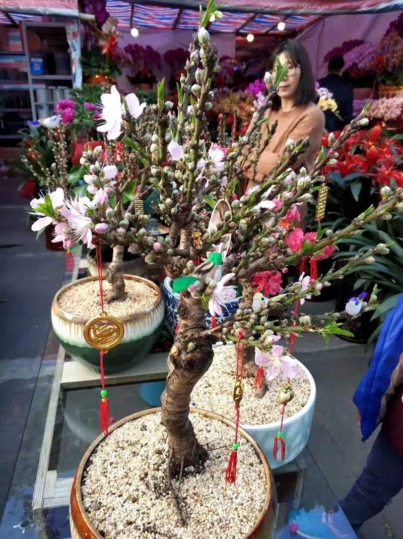 惠州市的迎春花市在哪里,惠州桥东迎春花市在哪里