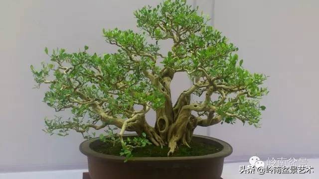 室内十大盆景名贵树种排名,十大盆景名贵树种排名火棘