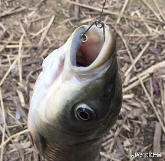 自制传统钓法,传统卡子钓法视频