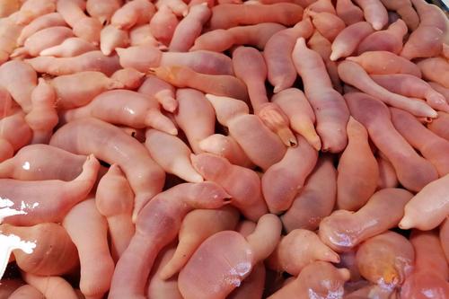 盘点那些贵得离谱的海鲜,好吃又昂贵的海鲜有哪些