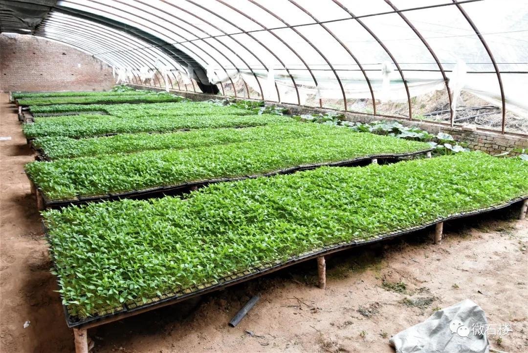 石楼丁喜辉:90后“草根”的创业致富路