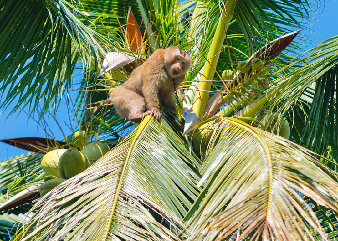 泰国猴子给人摘椰子打工维持生活,泰国负责摘椰子的猴子