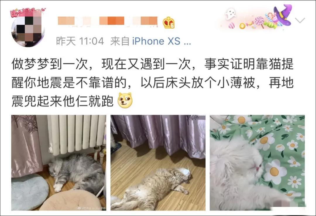 猫地震的时候没有反应,地震了猫会有反应吗