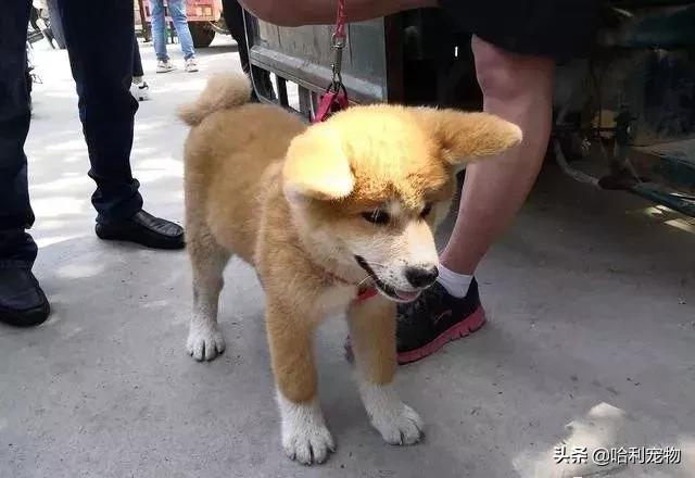 狗市金毛犬最新视频,狗市精品成年金毛犬