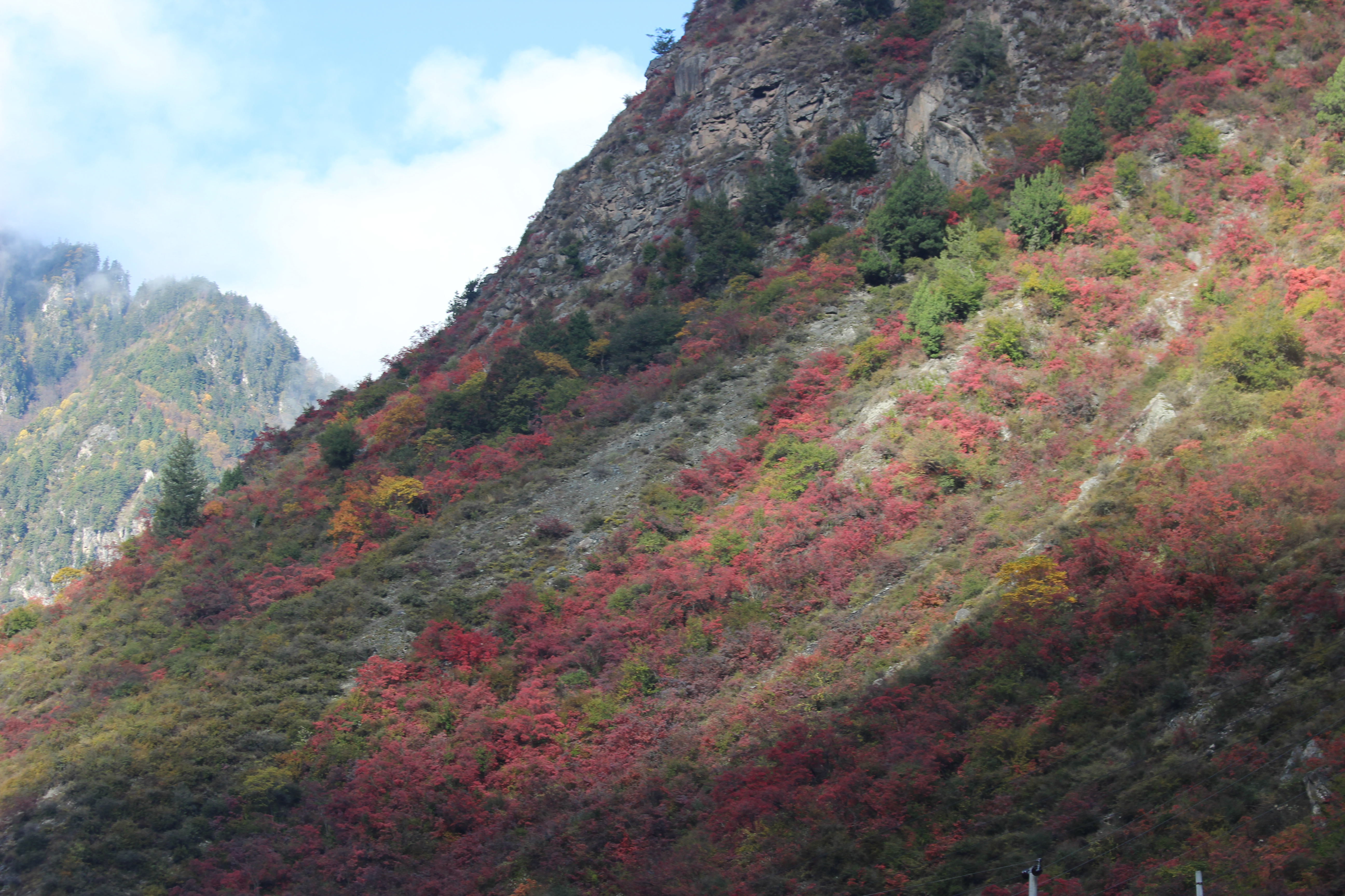 川西看彩林,川西自驾游看彩林攻略