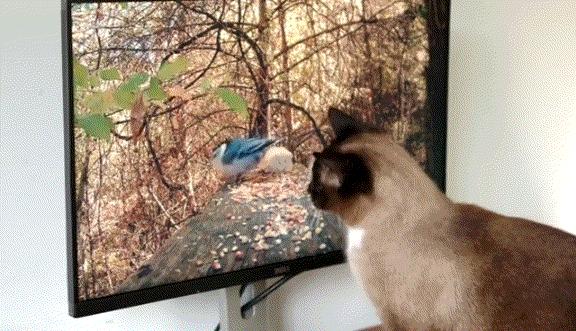 怎么才能知道猫咪的智商,你家猫爱看电视吗