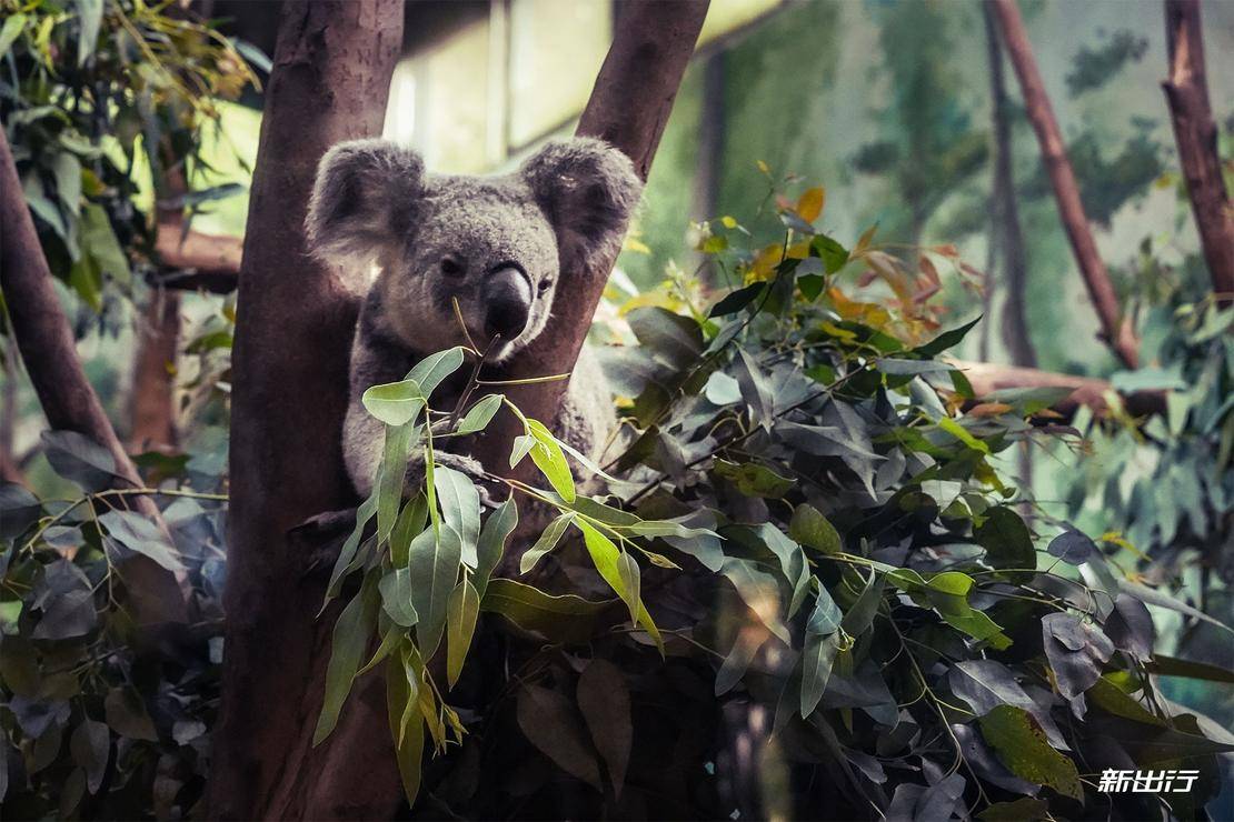 打卡长隆动物园记田妈和威马EX5520的周末