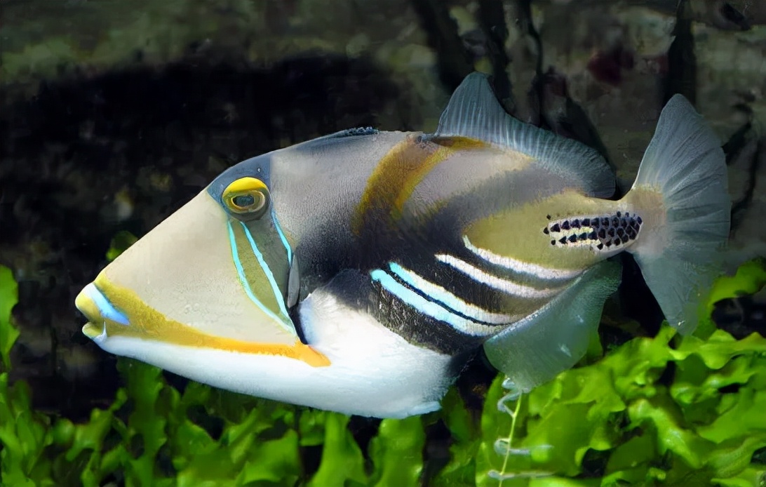 炮弹鱼长的像谁,大体型炮弹鱼